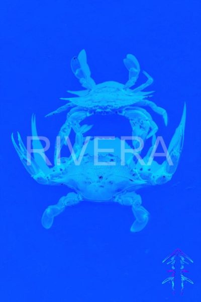 Rivera 037