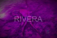 Rivera 095