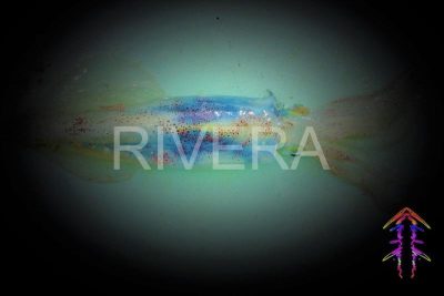 Rivera 428