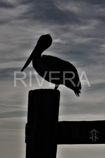 Rivera 449