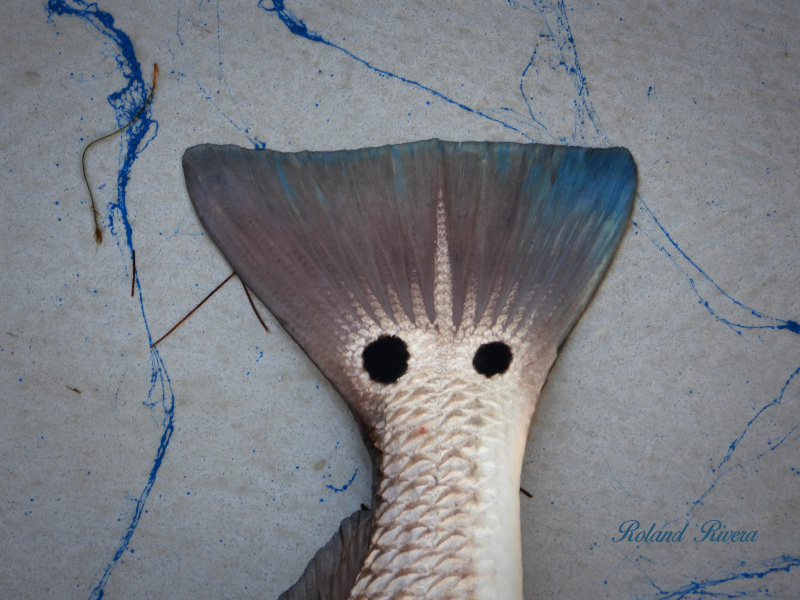 Image of 12" x 8"
